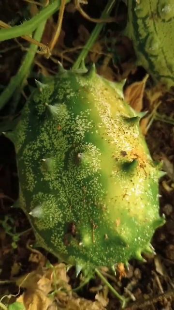 кивано смотреть онлайн