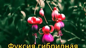 Знак Зодиака РАК и его растения.