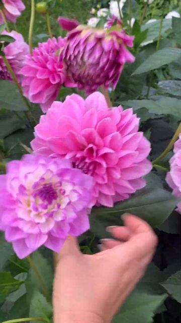 Георгина Лавендер Перфекшн, Лавендер Раффл и Блу Виш смотреть онлайн