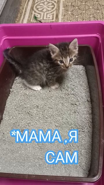 Василек в главной роли, в фильме, "мама я сам". смотреть онлайн