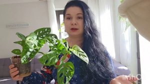 Монстера Манки Маск#top #plants #цветы #garden #flowers #