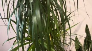 Драцена уход . Мучнистый червец . Узнай все о драцене з?