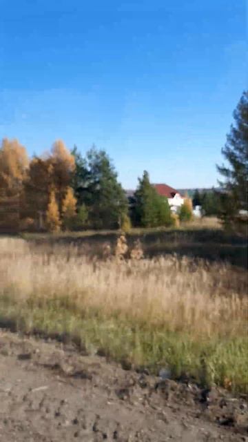 Всюду лиственница смотреть онлайн