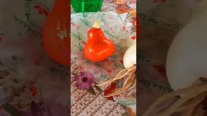 Обработка и посадка луковиц ГИППЕАСТРУМА, после покуп