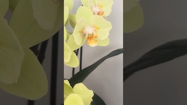 Бабочки Жаннет Брендон/ Айскрим смотреть онлайн