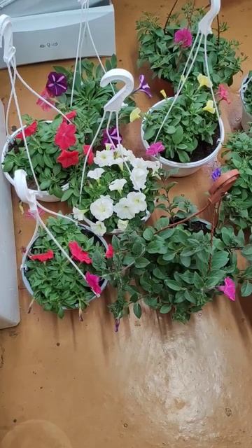 #ампельная петуния, утро, 6 мая, обзорчик смотреть онлайн