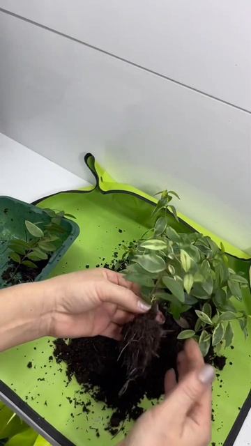 Мирт варегатный размножение #чайнаяроза смотреть онлайн