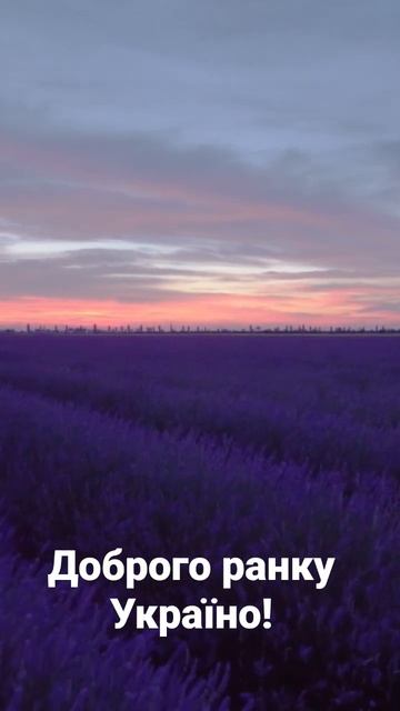 доброго ранку #природа #україна #доброгоранку #лаванда смотреть онлайн