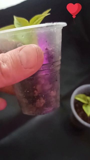 #бугенвиллия БУГЕНВИЛЛИЯ УКОРЕНЕНИЕ #наизнанку #укоре смотреть онлайн