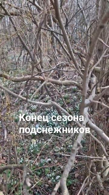 Конец сезона подснежников.🇩🇰 смотреть онлайн