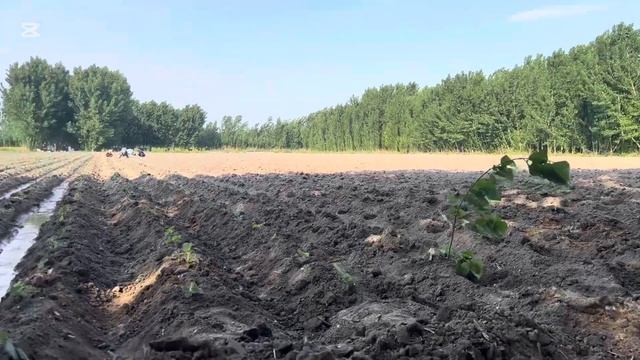 Павловния екиш бошланди 2025 нихол сезон ( Павловния дер смотреть онлайн