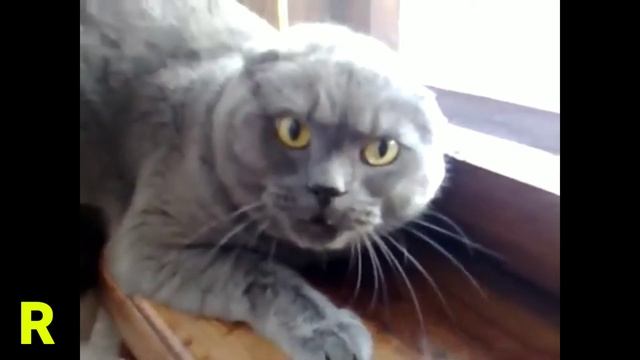 Коты приколы 2018 - Лучшие приколы с котами. Котэ. #1 смотреть онлайн