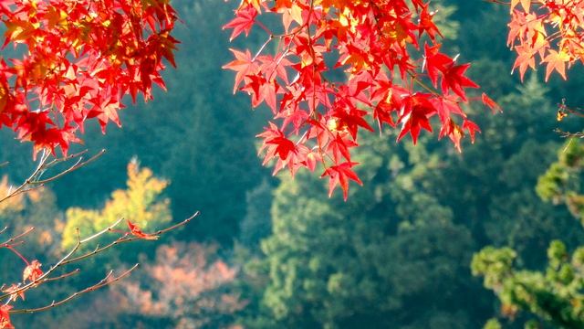 Расслабляющая Музыка для Восстановления Сил ( с прият? смотреть онлайн