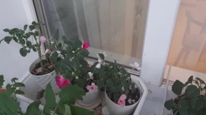 Бальзамины, мои любимые дачные цветы. Как вырастить бальзамин.