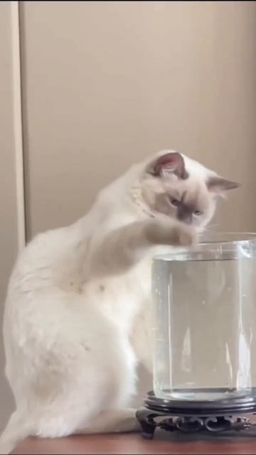 #zabava #музыка #пионы смотреть онлайн