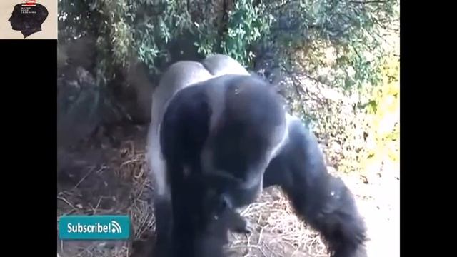 смешные , прикольные да ещё и пьяные смотреть онлайн