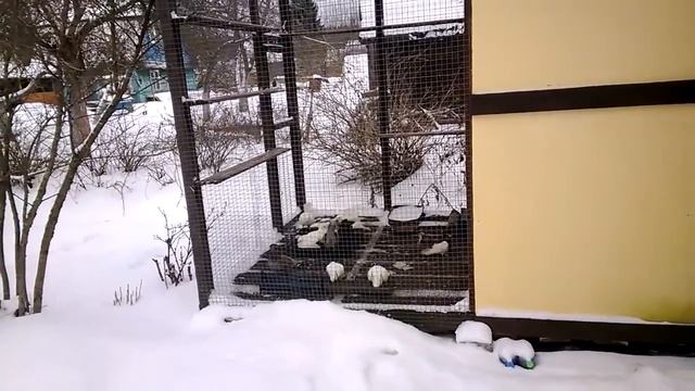 Зимушка-зима. На улице и в голубятне. смотреть онлайн
