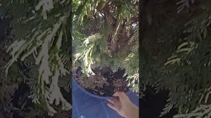 Кипарисовик колуминарис. Почему сохнет?