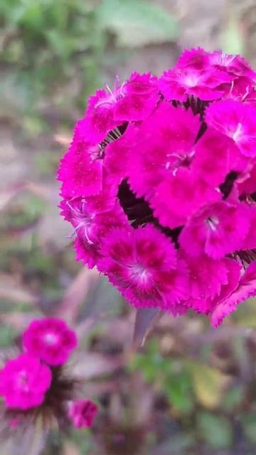 Турецкая гвоздика. смотреть онлайн