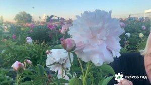 Myrtle Gentry peony. Миртл Джентри пион. Пулков сад (2024 г)