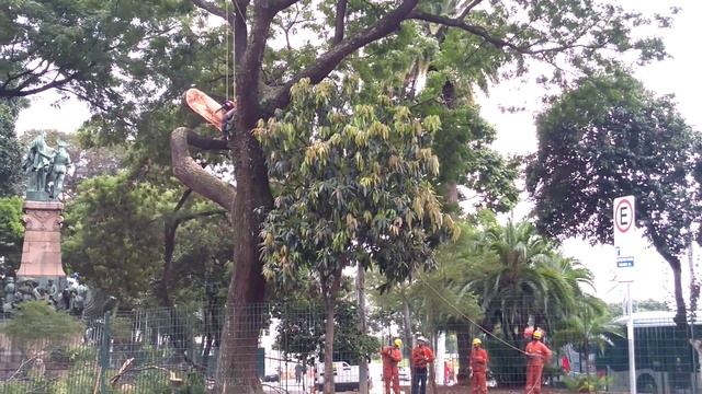 Cortando a árvore em São Paulo... parte 2. В лесу раздавался топор дрово смотреть онлайн