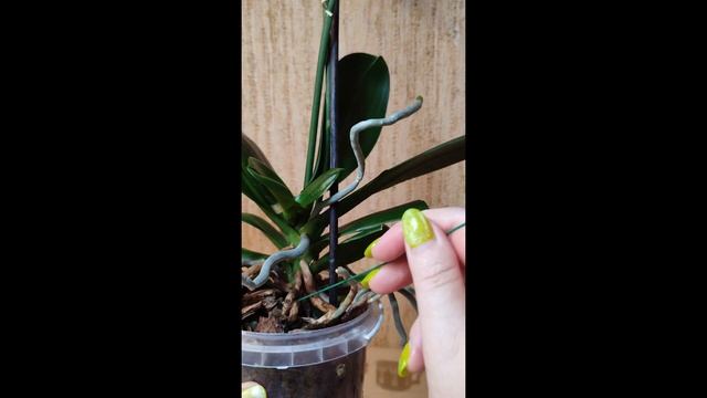 Фаленопсис Дикий кот🐱 с цветоносом из точки роста❤️ смотреть онлайн