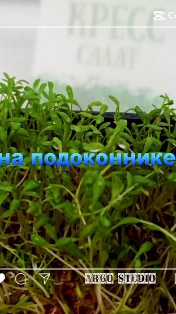 Как растёт микрозелень на подоконнике? смотреть онлайн