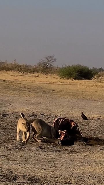 Львы едят бегемота смотреть онлайн