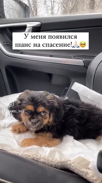 Щенок не может есть!😭 смотреть онлайн