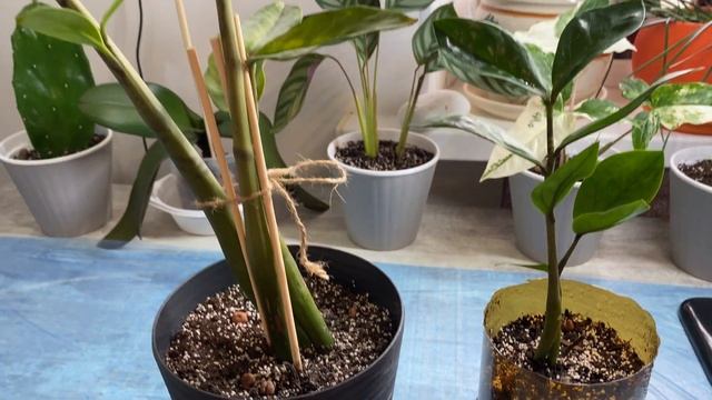 Посадил Замиокулькас в грунт для Орхидеи. Эксперимент