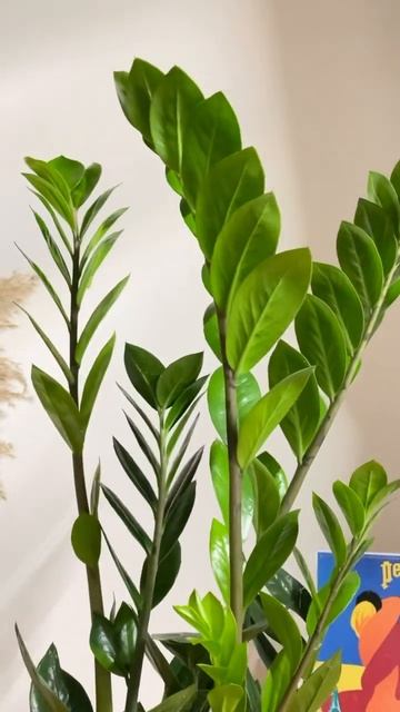 Замиокулькас 🪴 смотреть онлайн