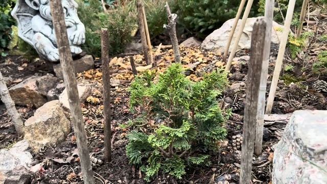 Увага‼️ Блакитний красень Кипарис і різновиди, які в? смотреть онлайн