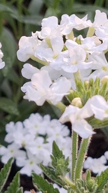 Verbena Samira White (Вербена Белая) смотреть онлайн