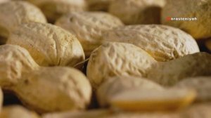 Как Вырастить Арахис в Домашних Условиях 🥜