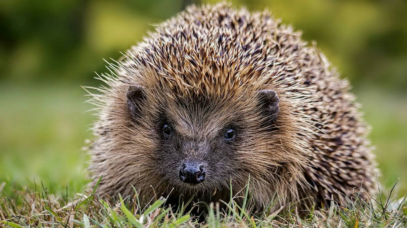 Ежовые: Интересные факты про Ежей смотреть онлайн