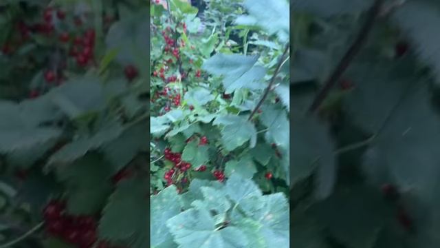 Собираю ягоду! А комаров море 😅 #ягода #кислица #красн? смотреть онлайн