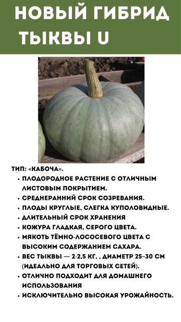 Новый гибрид тыквы UG6931! смотреть онлайн