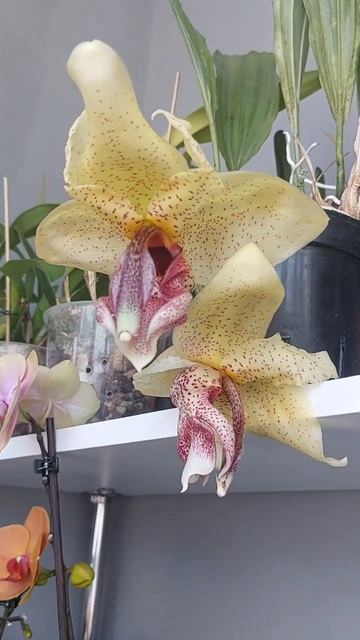 Ура! моя стангапея распустилась) это самая моя не обыч? смотреть онлайн