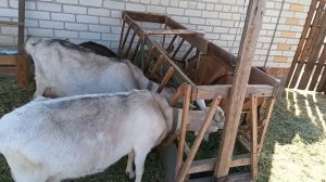 Козы не едят сено.Как правильно пускать козу на выпас ?