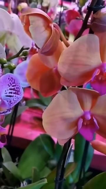 Новый завоз орхидей!!!Невозможное разнообразие👍👍👍 смотреть онлайн