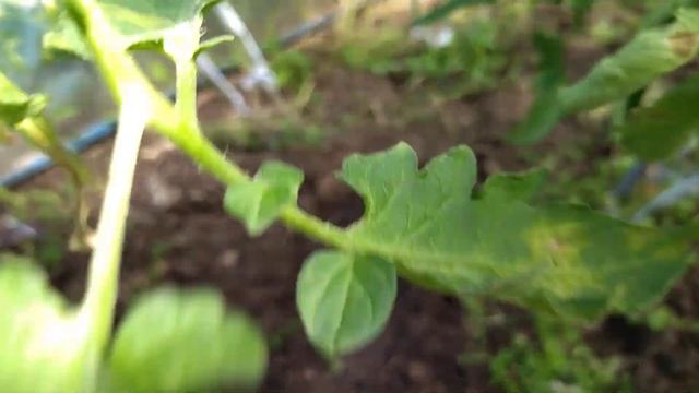 Сегодня будет небольшой сбор томатов! смотреть онлайн