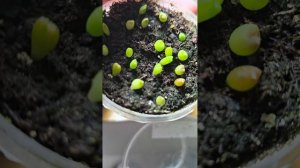 🌵 кактусы 🌵 из семян. лобивиа,гимнокалициум, эхиноце