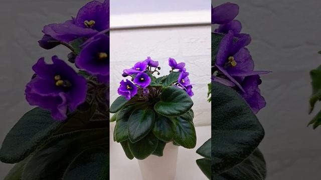 #фиалкацветёт #фиалки #краснодар #чита #комнатныерасте смотреть онлайн