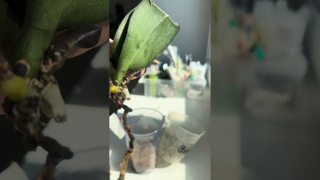 Маленькие детки - немаленькие бедки. смотреть онлайн