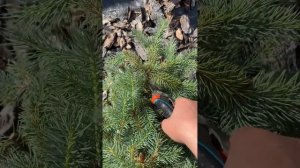 Стрижка неправильной формы голубой ели.