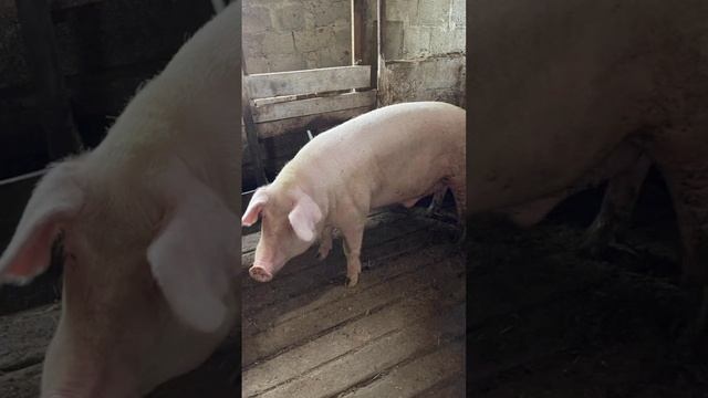 КРОВОХЛЁБКА. МИСТИЧЕСКАЯ ИСТОРИЯ ОСНОВАННАЯ НА РЕАЛЬ? смотреть онлайн