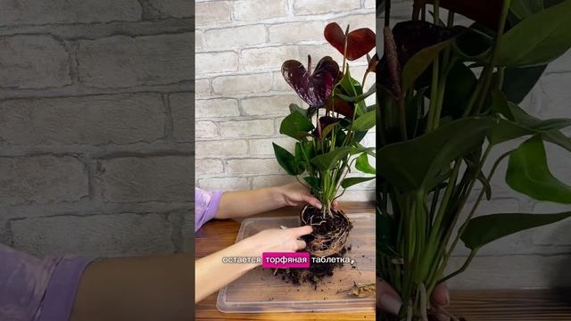 🌺 Антуриум Андре Эссенция - мужское счастье смотреть онлайн