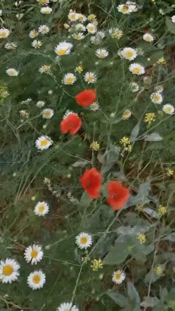 Посмотрите как красива наша планета - Маргаритки и мак смотреть онлайн