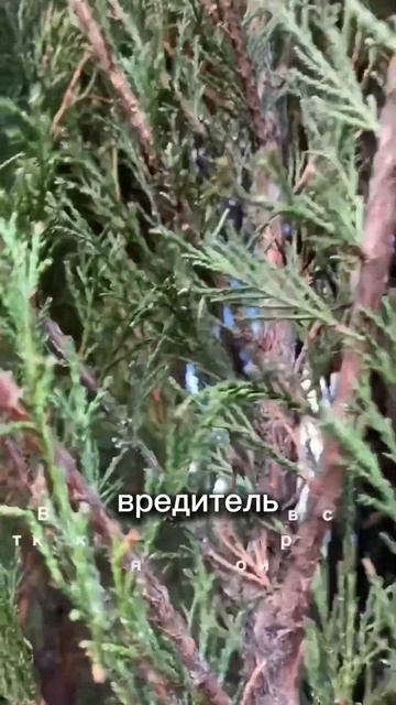 #вредителинаможжевельнике #болезниможжевельника #бол смотреть онлайн