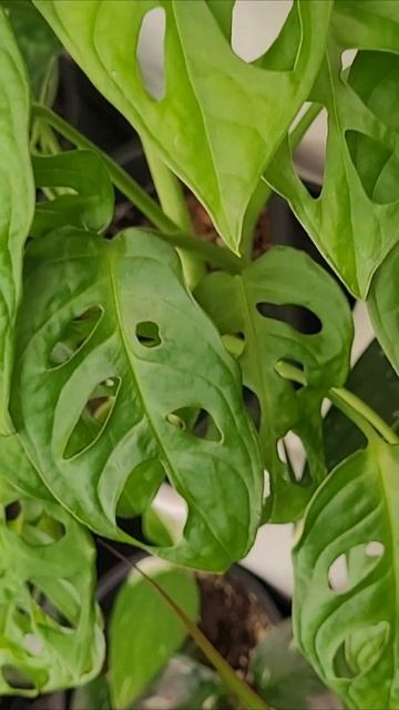 Монстера Адансона или Манки маск смотреть онлайн